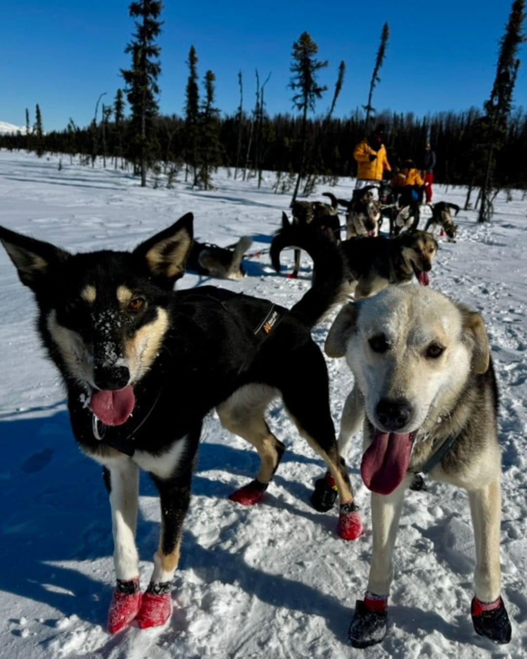 Two sled dogs wearing red booties stand in the snow during a dog sledding excursion in Alaska, with more sled dogs and snowy evergreen trees visible in the background under a bright blue sky.